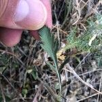 Lomelosia simplex Leaf