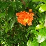 Punica granatum Flower
