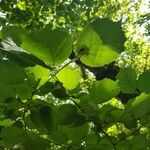 Corylus cornutaLeaf