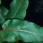 Asclepias amplexicaulis Leaf