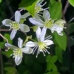 Clematis virginiana ফুল