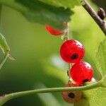 Ribes rubrum Diğer