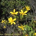 Chrysanthemoides monilifera Altul/Alta