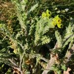 Senecio vernalis Habit