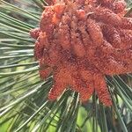Pinus heldreichii Flor