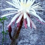 Peniocereus greggii Rinde