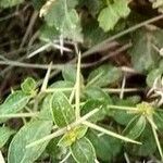 Barleria buxifolia Blatt