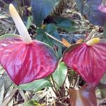 Anthurium andraeanum Flower