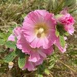 Alcea setosaफूल