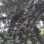 Araucaria bidwillii List