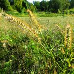 Setaria pumila Fruit