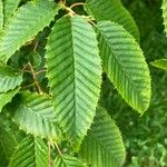 Carpinus japonica Leaf