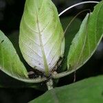 Ruellia tubiflora Frunză