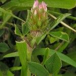 Trifolium striatum 花