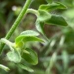 Cynoglossum germanicum Deilen