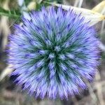 Echinops ritro Blomst