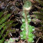 Polystichum braunii Likasa