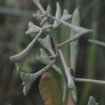 Atriplex pedunculata Fruitua