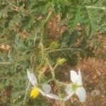 Solanum virginianum Blatt