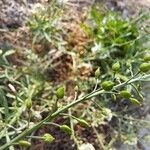 Lepidium graminifolium Fruit