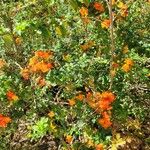 Lantana horrida Hábito