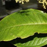 Miconia trinervia Hoja