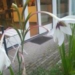 Gladiolus murielae Λουλούδι