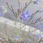 Anchusa azureaBlomst