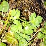 Alchemilla arvensis Lapas