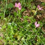 Centaurium portense 形态