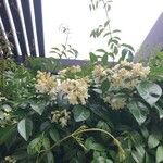 Pandorea pandorana 花