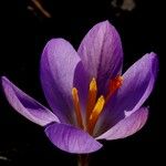 Crocus vernus Цвят