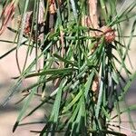 Larix decidua Leaf