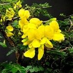 Diphysa americana ᱵᱟᱦᱟ
