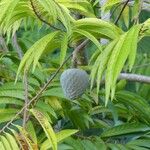 Annona reticulata Плод