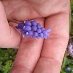 Muscari botryoidesFlower