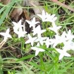 Stenaria nigricans Flower