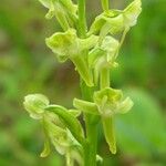 Platanthera obtusata Flower