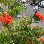 Ixora chinensisΛουλούδι