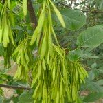 Fraxinus pennsylvanica Fruit