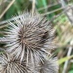 Arctium minus Fruit