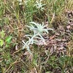 Artemisia ludoviciana Leaf