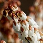 Pieris japonica Blomst