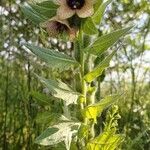 Hyoscyamus niger Flors