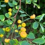 Breynia retusa Leaf