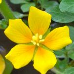 Ludwigia peploides Fula