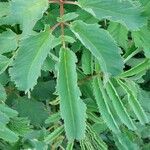 Sanguisorba canadensis ᱥᱟᱠᱟᱢ