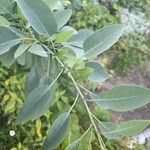 Nicotiana glauca Blatt