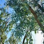 Eucalyptus microtheca 葉