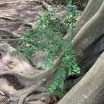 Celtis africana Leaf